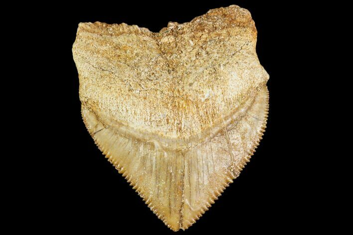Fossil Crow Shark (Squalicorax) Tooth- Morocco #110103
